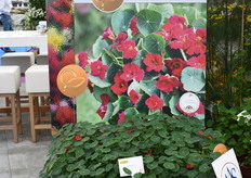 The Baby Rose of Takii Seeds, looking good and tastes good aswell. 